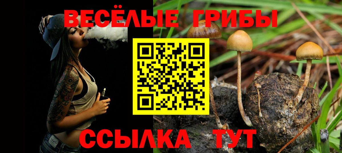 Галлюциногенные грибы Cubensis Новокубанск